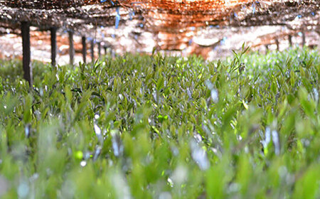 八女抹茶姫みどり20g [BGAA025]抹茶