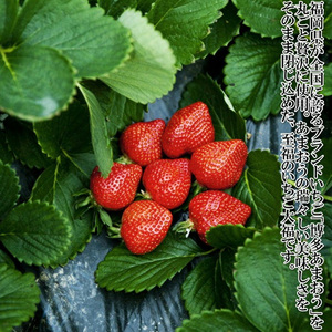 【化粧箱入】あまおう大福 50g×8個 [BGAE047] いちご大福 苺 スイーツ お菓子 手土産