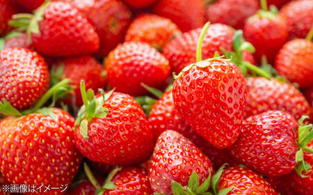 【化粧箱入】あまおう大福 50g×8個 [BGAE047] いちご大福 苺 スイーツ お菓子 手土産