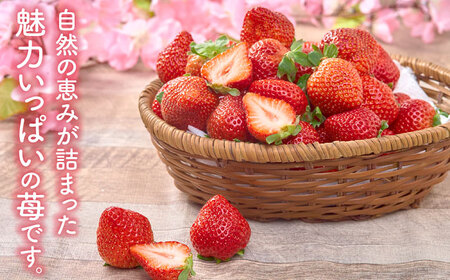 【2025年12月上旬より順次発送】冬あまおうDX 2P[BGAG020] 苺 イチゴ あまおう くだもの 果物