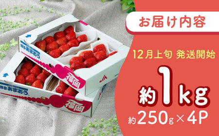 【2025年12月上旬より順次発送】福岡産 冬あまおう4P [BGAG027]あまおういちご