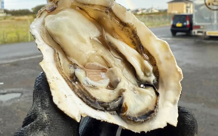 【2026年1月中旬より順次発送】 豊前海 一粒かき 約3kg[BGBD002]牡蠣