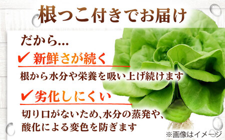 水耕栽培野菜 グリーンバター 6株 [BGBT003]