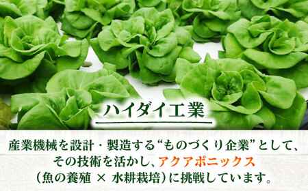 水耕栽培野菜 グリーンバター 6株 [BGBT003]