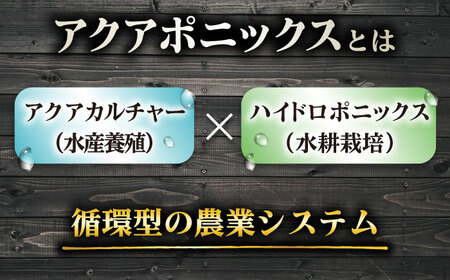 水耕栽培野菜 グリーンバター 6株 [BGBT003]