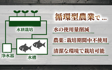 水耕栽培野菜 グリーンバター 6株 [BGBT003]