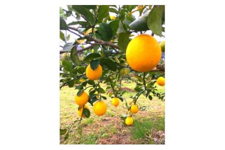 【上毛町産レモン使用】レモンジャムとレモンカート　 3個セット_KT0702