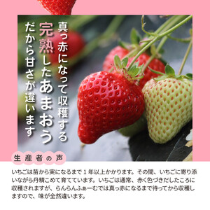 【ふるさと納税】採れたて 出荷 完熟朝採れ いちご あまおう(1月から順次発送) 270g × 4パック 約 1080g ブランドいちご 人気 真っ赤 完熟 爽やか 甘み みずみずしい 果物 フルーツ デザート お取り寄せグルメ 冷蔵 らんらんふぁーむ 福岡県 上毛町産 送料無料_R00202