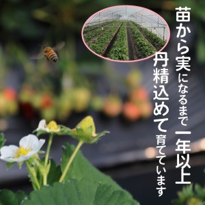 【完熟朝採れ】福岡県産ブランドいちご(3月-5月配送)あまおう(約270g×6パック)_R00403