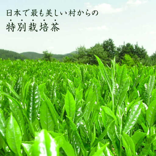奥八女星野村 深蒸し高級煎茶(深蒸し茶)100g×1袋 八女茶 [ABDF024]