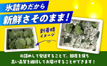 【先行予約】　【30箱限定】ブロッコリーLサイズ6株氷詰め【下田農園】 [ABDX001]