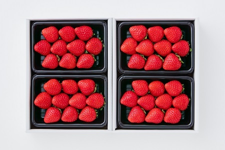 【完熟・採れたて】 特別栽培 イチゴ 恋みのり 250g×4パック 1月中旬～4月発送 いちご 苺 果物 フルーツ 佐賀県 佐賀市 ：B130-049