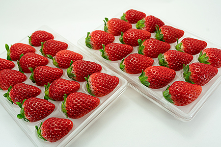 佐賀県産 いちご さがほのか フルーツ 果物 苺 220g×2P：B100-035