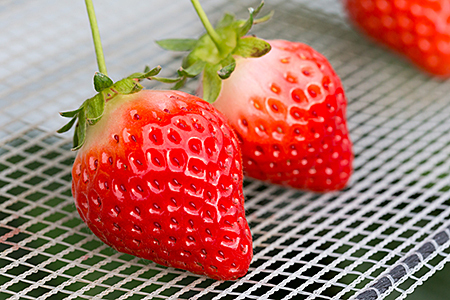 佐賀県産 いちご さがほのか フルーツ 果物 苺 220g×2P：B100-035