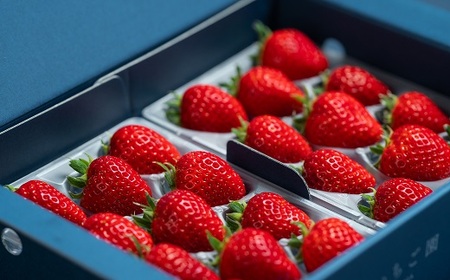 佐賀県産いちご いちごさん:B100-037