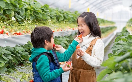 佐賀県産いちご やよいひめ&パールホワイト 紅白セット：B140-082