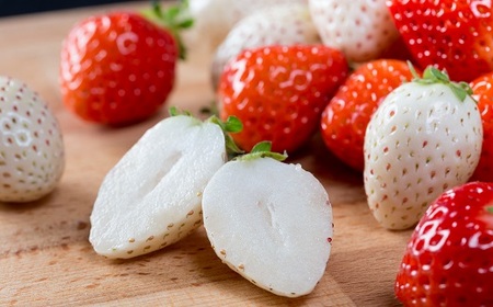 【定期便3回】赤いちご白いちご食べ比べ（2月〜4月発送）：B395-013