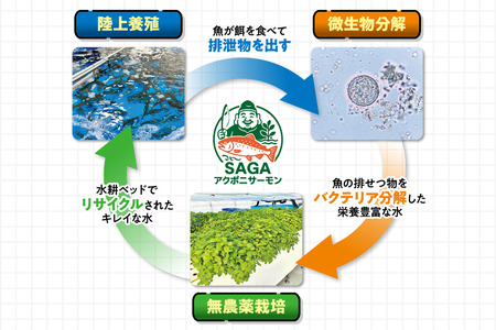 佐賀から未来へ！SAGAアクポニサーモン 300g SDGs トラウトサーモン アクアポニックス 国産 陸上養殖 SDGs：B150-059