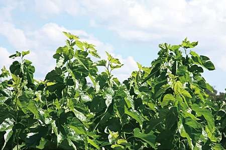 有機栽培 桑の葉茶:A095-016