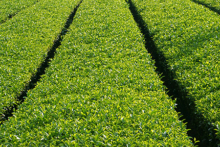 有機栽培 三年番茶：B100-013