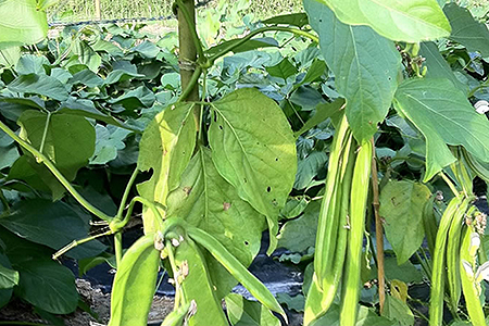 国産 白なた豆茶:B100-015