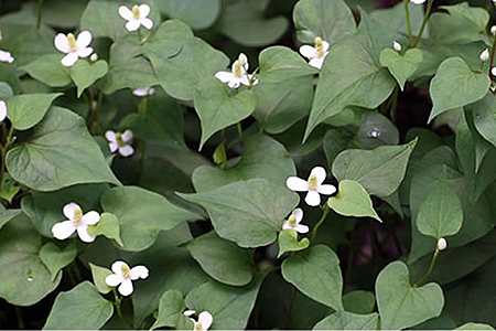 国産 どくだみ茶:A085-027