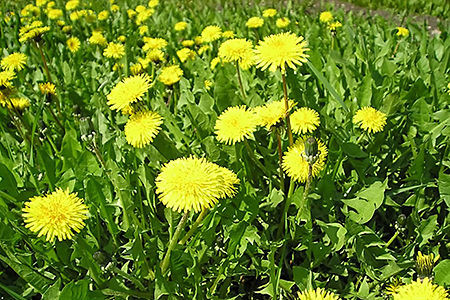 たんぽぽコーヒー:A095-025