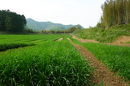 有機栽培 大麦若葉青汁（2個セット）：B013-031 | 佐賀県佐賀市