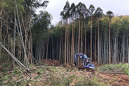 薪の王様「樫」:B140-032