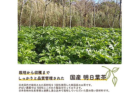 国産 明日葉茶（3個セット）：B220-007