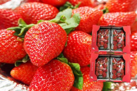 佐賀県産 いちごさん 240g×4パック：B145-012