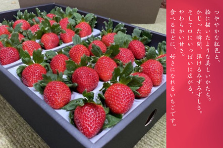 極上のいちごさん ITOFARM 苺 フルーツ 果物:B240-016