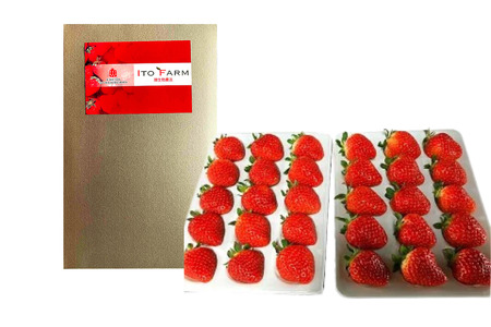 極上のいちごさん ITOFARM 苺 フルーツ 果物:B240-016