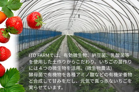 極上のいちごさん ITOFARM 苺 フルーツ 果物:B240-016