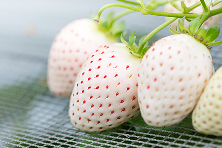 佐賀県産いちご パールホワイト:B190-025