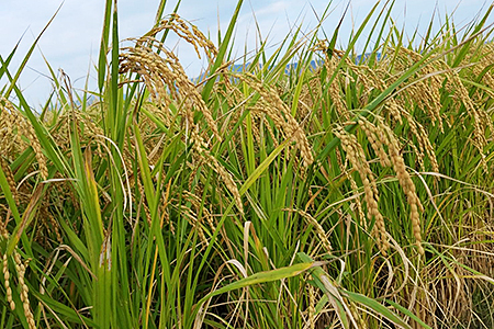 【極米】農家直送1年がかりのれんげ米（5kg×2）：B019-072