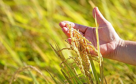 「実り咲かす」農薬・化学肥料不使用 さがびより玄米3㎏：B012-066