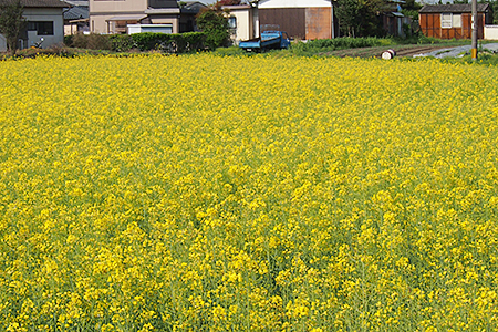 菜種