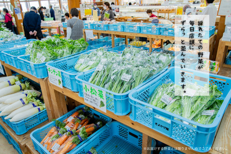 旬の野菜と果物セット：B165-002