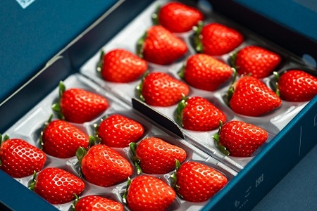 【定期便3回】佐賀県産 紅白いちご食べ比べ【1～3月発送】：B395-004