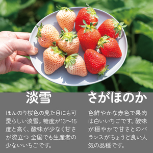 佐賀県産 いちご さがほのか&淡雪 紅白セット フルーツ 果物 苺：B140-069