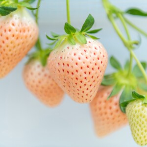 佐賀県産 いちご さがほのか&淡雪 紅白セット フルーツ 果物 苺：B140-069