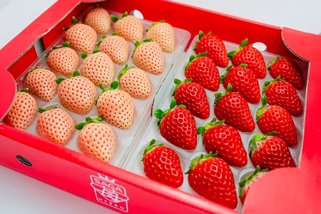 佐賀県産 いちご さがほのか&淡雪 紅白セット フルーツ 果物 苺：B140-069