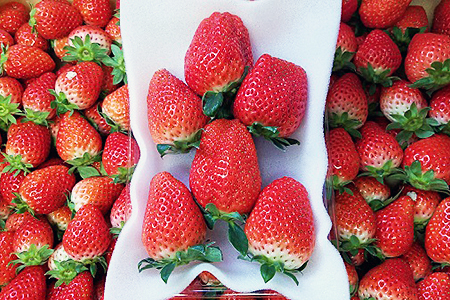 ｃ １３７ 佐賀県産 いちご かおりの ２８０g ４パック 佐賀県佐賀市 ふるさと納税サイト ふるなび