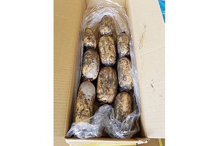 C-138.佐賀県産「泥付きれんこん」【発送時期】9月~4月下旬