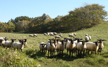 ゴーシュ羊牧場の小羊包(しょうやんぽう) 35g×18個 北海道産 羊肉使用 モンゴル料理 お惣菜