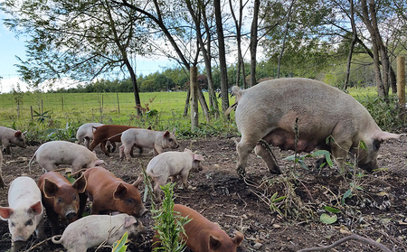 十勝しんむら牧場 放牧豚のハンバーグとソーセージセット 計1380g 北海道産 豚肉 冷凍
