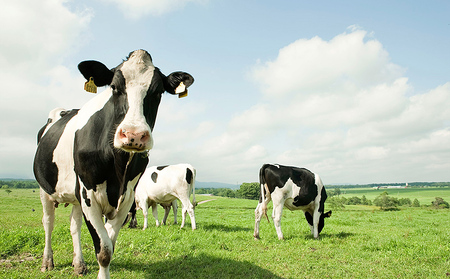 十勝しんむら牧場 放牧牛のミルクジャムとクロテッドクリームセット 計4個 北海道 スイーツ