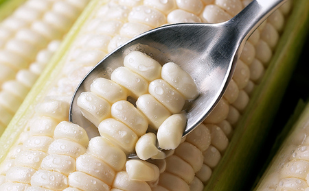 2026年分 先行予約 北海道産 ホワイトコーン 計6本 北海道 上士幌町 須田農場 野菜 白い スイートコーン とうもろこし トウモロコシ 産地直送 冷蔵便 ◆2026年08月配送予定