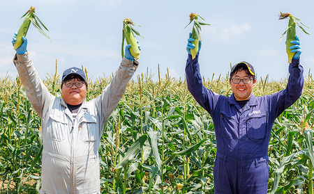 2026年分 先行予約 北海道産 ホワイトコーン 計6本 北海道 上士幌町 須田農場 野菜 白い スイートコーン とうもろこし トウモロコシ 産地直送 冷蔵便 ◆2026年08月配送予定